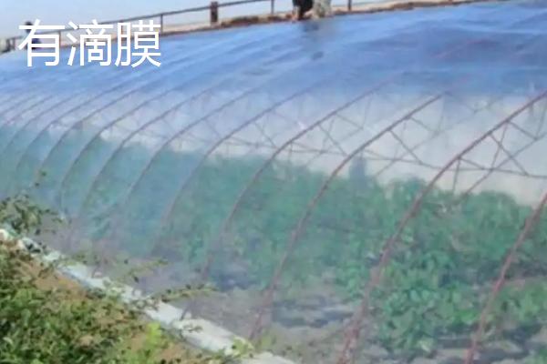 如何正确的选用蔬菜棚膜，不同的膜适合不同作物