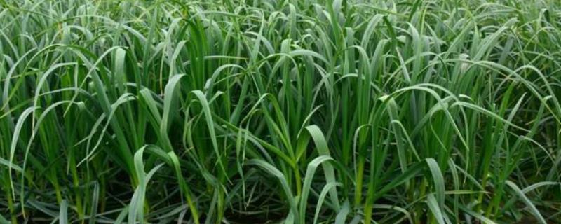 怎么种植四季蒜苗