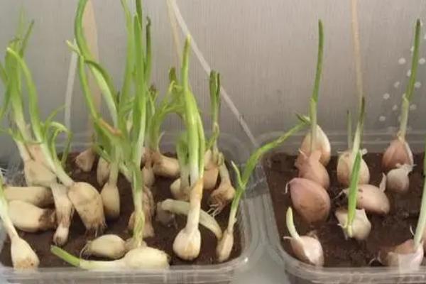 怎么种植四季蒜苗，生长旺期要勤拔草、少伤根