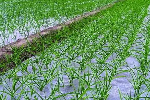 怎么种植四季蒜苗，生长旺期要勤拔草、少伤根