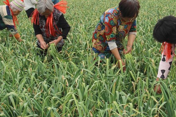怎么种植四季蒜苗，生长旺期要勤拔草、少伤根