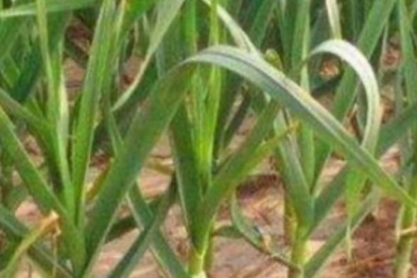 怎么种植四季蒜苗，生长旺期要勤拔草、少伤根