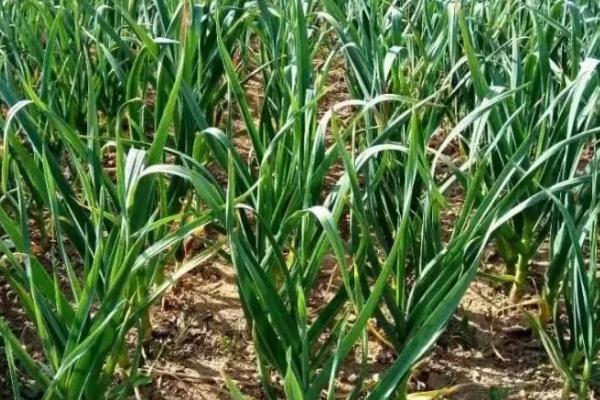 怎么种植四季蒜苗，生长旺期要勤拔草、少伤根