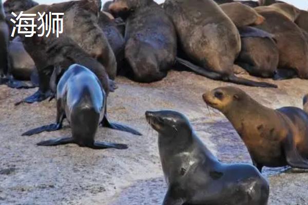 海狮和海豹有什么区别，海狮属于鳍足目、海豹属于食肉目