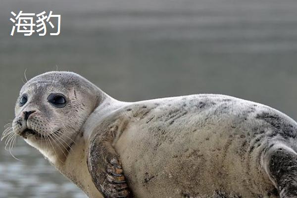 海狮和海豹有什么区别，海狮属于鳍足目、海豹属于食肉目
