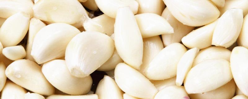 秋季何时播种大蒜