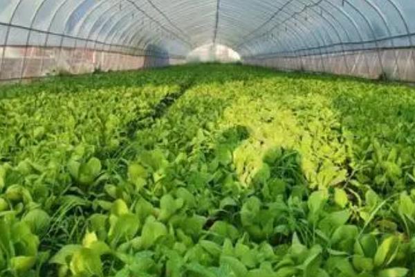 蔬菜更茬换季要注意什么，需彻底清园并拔出土壤中的根系