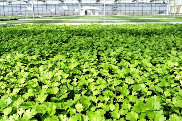 蔬菜更茬换季要注意什么，需彻底清园并拔出土壤中的根系