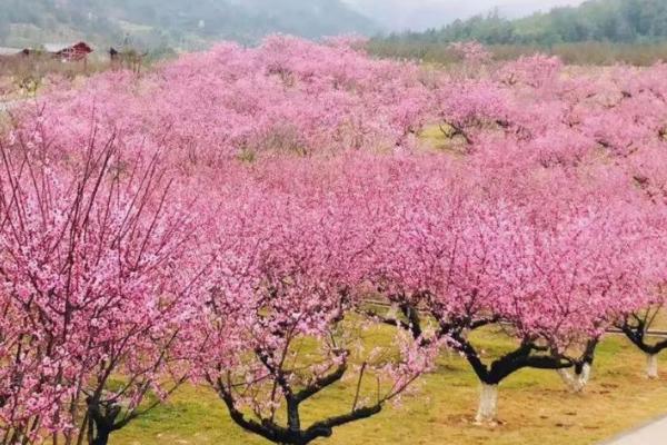 梅花虫害怎么防治，需根据实际情况采取对应措施