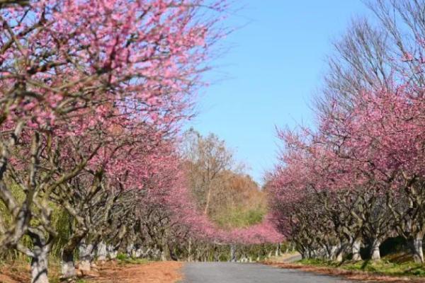 梅花虫害怎么防治，需根据实际情况采取对应措施