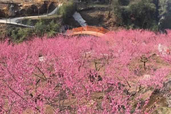梅花虫害怎么防治，需根据实际情况采取对应措施