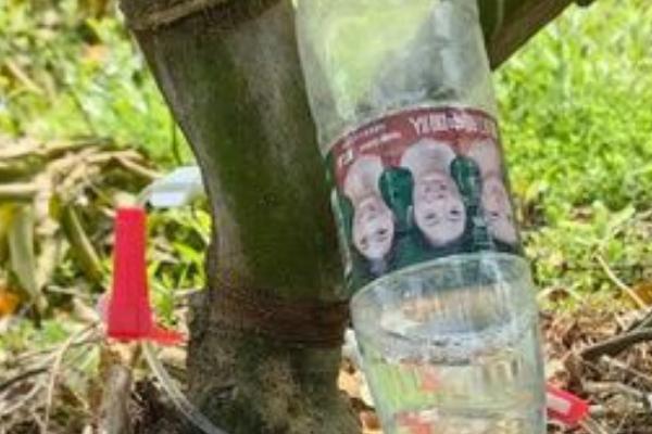 怎么对果树输液，打孔后再将输液管插入木质部