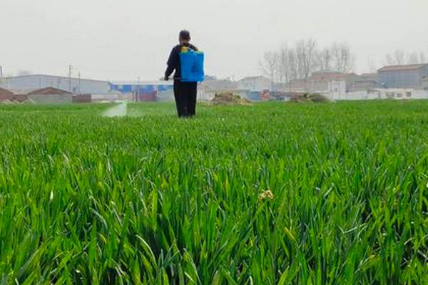 麦草畏的防治对象，可灭杀一年生阔叶杂草