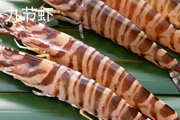 九节虾和基围虾的区别，大小、外观和价格均不同