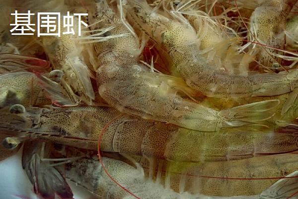 九节虾和基围虾的区别，大小、外观和价格均不同