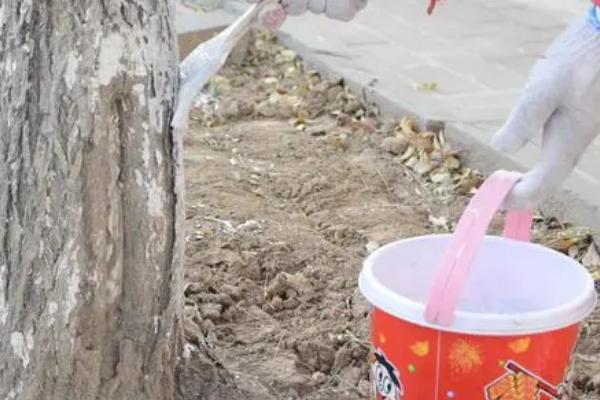 果树涂白剂如何配制和使用，可用生石灰、硫磺粉等材料进行配制