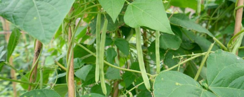 几月份种植四季豆