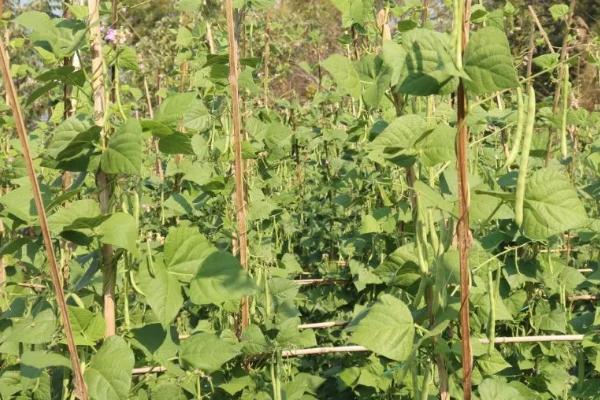 几月份种植四季豆，南方地区可在1-3月份进行春播