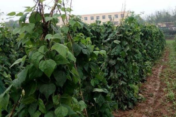 几月份种植四季豆，南方地区可在1-3月份进行春播