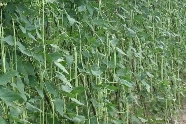 几月份种植四季豆，南方地区可在1-3月份进行春播