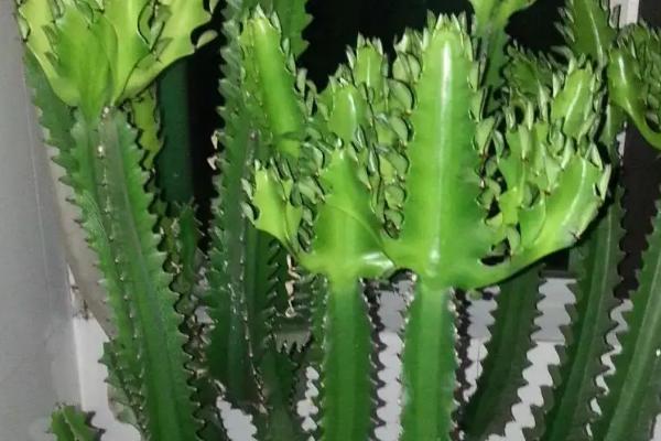 三棱箭的形态特征，为附生攀援性多浆植物