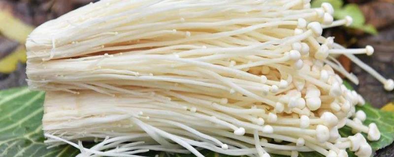 金针菇能保存多久