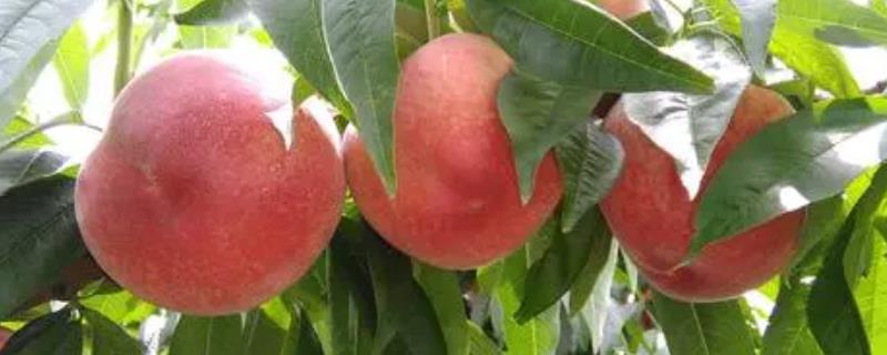 毛桃是什么水果