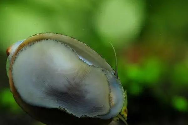 鲍鱼螺好不好养，对环境要求不高非常好养
