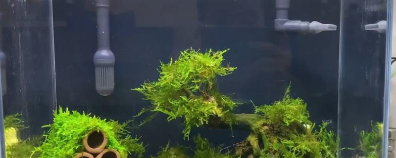鱼缸水泵不出泡泡的原因
