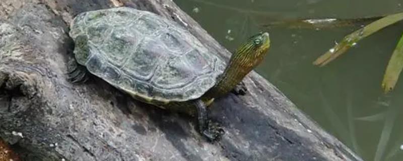 乌龟开心的表现