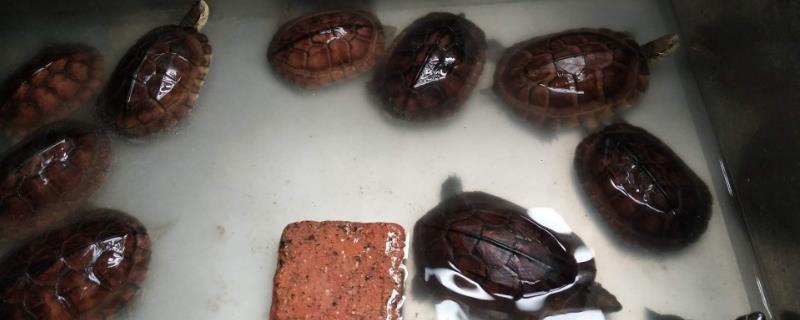 石金钱龟好不好养