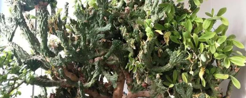 麒麟掌日常养护方法