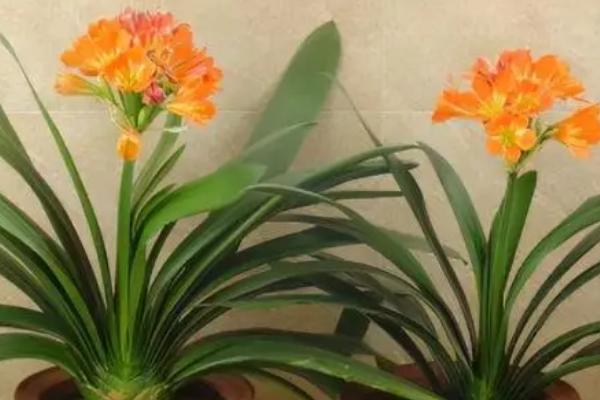 君子兰的养殖方法，适合种在中性或弱酸性腐殖质土中