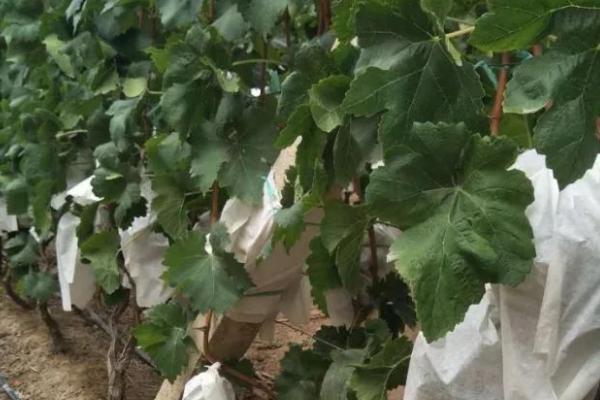 葡萄怎样套袋，套袋之前果园应喷布一遍杀菌剂