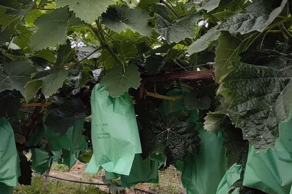 葡萄怎样套袋，套袋之前果园应喷布一遍杀菌剂