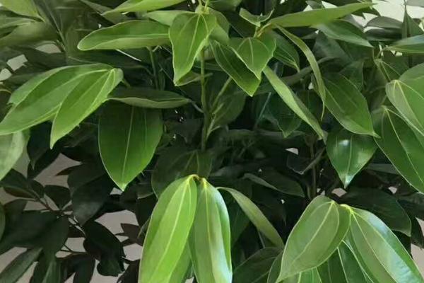 平安树有毒吗，不仅没毒还能净化空气