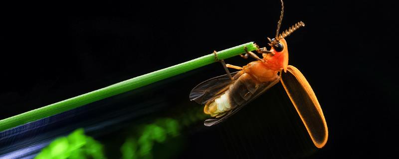 萤火虫的特征