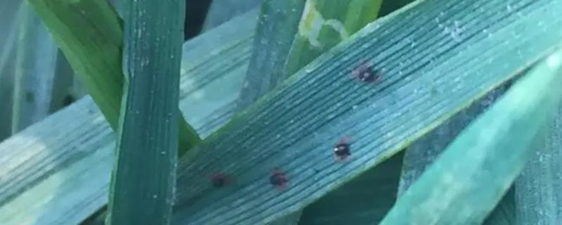 天气干旱怎么防治麦蜘蛛