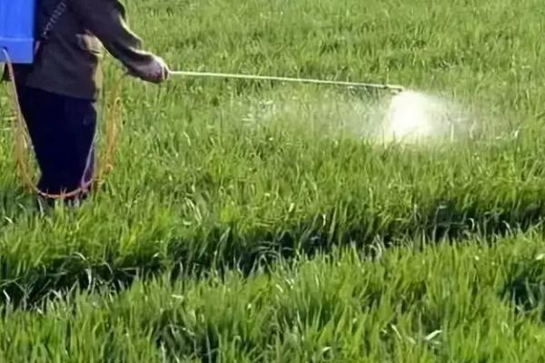 天气干旱怎么防治麦蜘蛛，可选择喷施哒螨酮等药剂