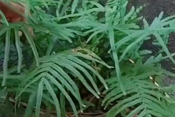 怎么繁殖蜈蚣草，可采用分株、组培等方式