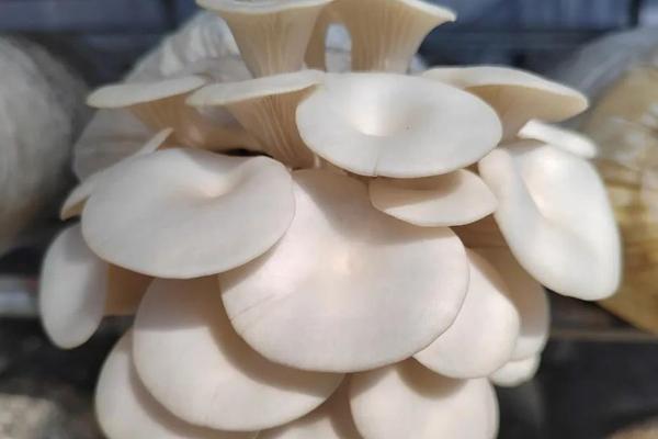用什么药防治平菇病虫害，可用硫磺蒸熏菇房