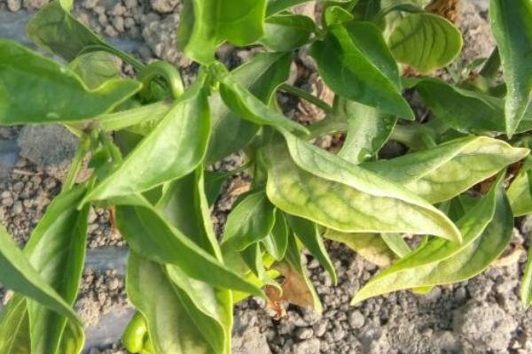 辣椒卷叶怎么办，适当浇水可促使植株恢复正常