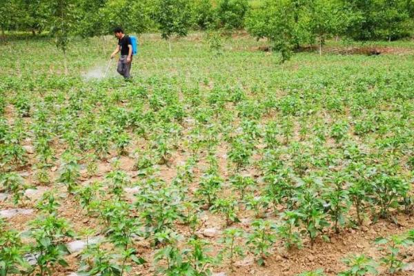 辣椒卷叶怎么办，适当浇水可促使植株恢复正常