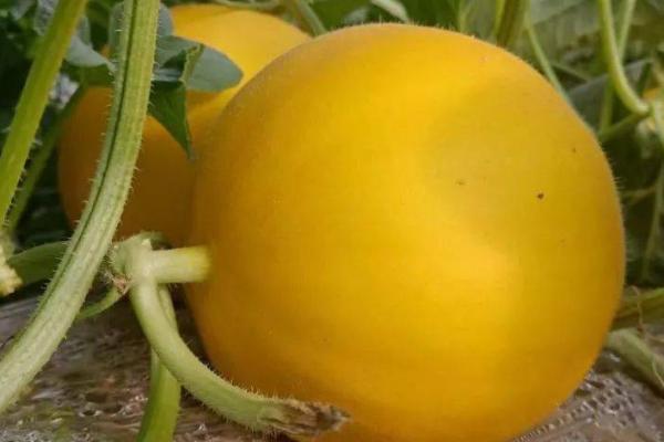 黄河蜜什么季节成熟，常在夏季5-6月份成熟