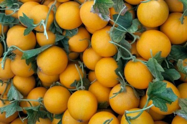黄河蜜什么季节成熟，常在夏季5-6月份成熟