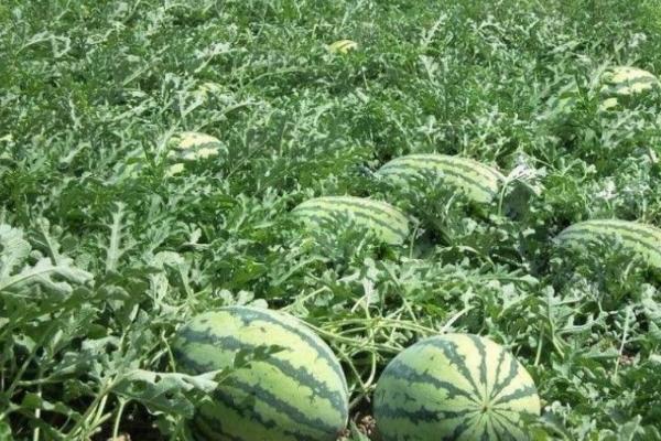 怎么避免西瓜畸形，需培育壮苗、合理使用生长调节剂