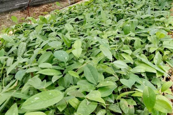 茯苓什么时候种，5-6月播种种植