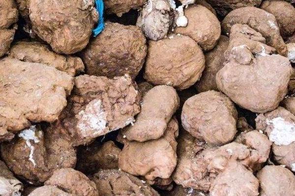 茯苓什么时候种，5-6月播种种植