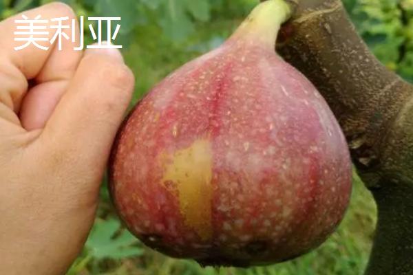 无花果的品种，成熟时间各不相同