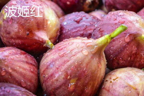 无花果的品种，成熟时间各不相同